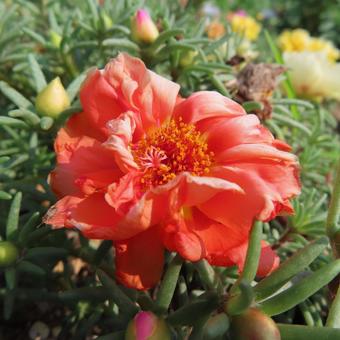 マツバボタン（松葉牡丹） マツバボタン,松葉牡丹,花の写真素材