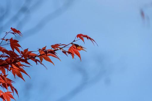 青空を背にした真っ赤な紅葉 青空を背にした真っ赤な紅葉 紅葉,赤,秋の写真素材
