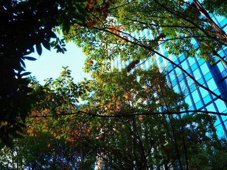 日を遮り暗い影を落とす森 影,日陰,陰影の写真素材