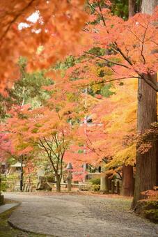 Photo, autumn leaves, autumn, maple, 