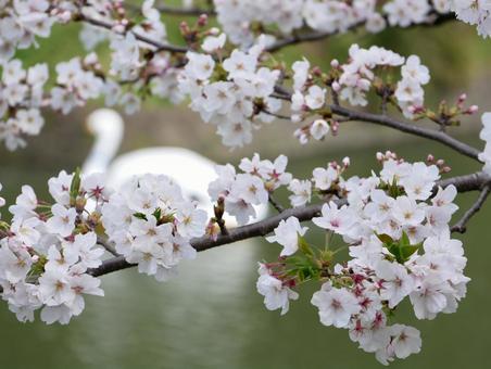 桜の季節 桜の季節 春,ピンク,見頃の写真素材