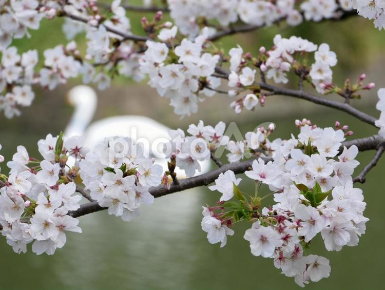 桜の季節 春,ピンク,見頃の写真素材