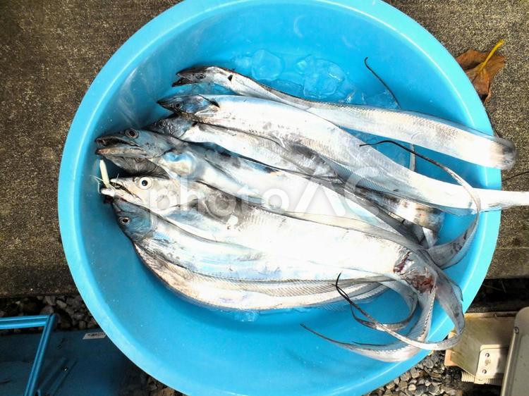 針がかかっているタチウオの口 タチウオ,針,釣り針の写真素材