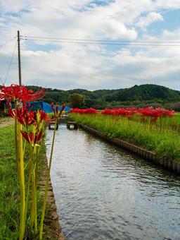 ヒガンバナ(曼殊沙華) ヒガンバナ(曼殊沙華) ヒガンバナ,曼殊沙華,巾着田の写真素材