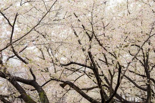 桜 桜の写真