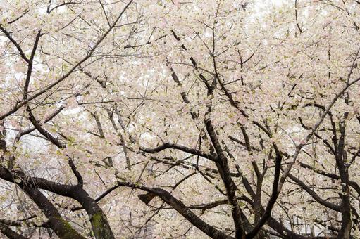 桜 春,桜,曇天の写真素材