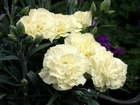 カーネーションの咲く風景 カーネーション,花,さわやかの写真素材
