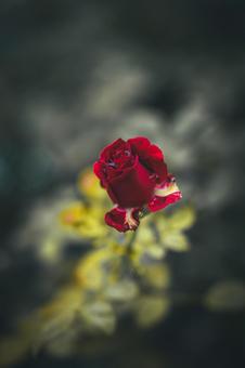 漆黒に浮かび上がる真紅 バラ,薔薇の花,庭園の写真素材