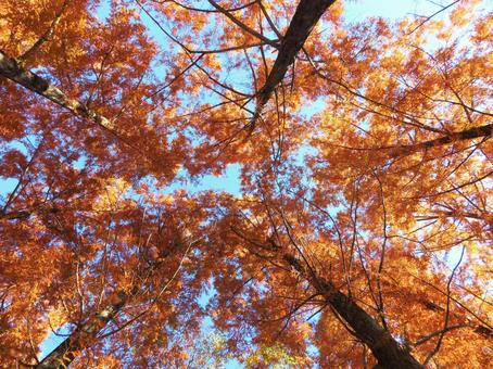 紅葉した針葉樹 紅葉,秋,赤の写真素材