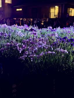 夜の堀切菖蒲園　ライトアップされる花菖蒲 堀切菖蒲園,5月,菖蒲の写真素材