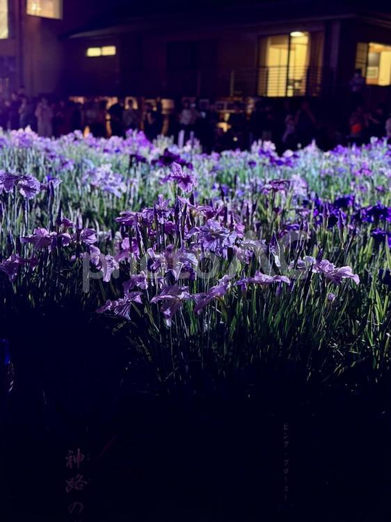 夜の堀切菖蒲園　ライトアップされる花菖蒲 堀切菖蒲園,5月,菖蒲の写真素材