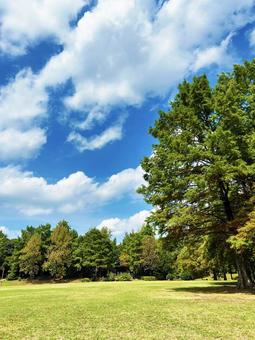 爽やかな空と芝生広場 爽やかな空と芝生広場 空,芝生広場,緑豊かの写真素材