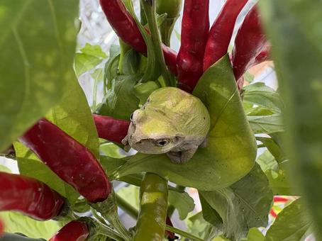 雨蛙と唐辛子 カエル,唐辛子,赤の写真素材