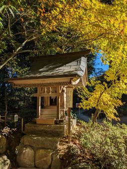 紅葉 紅葉 紅葉,黄色,黄金の写真素材