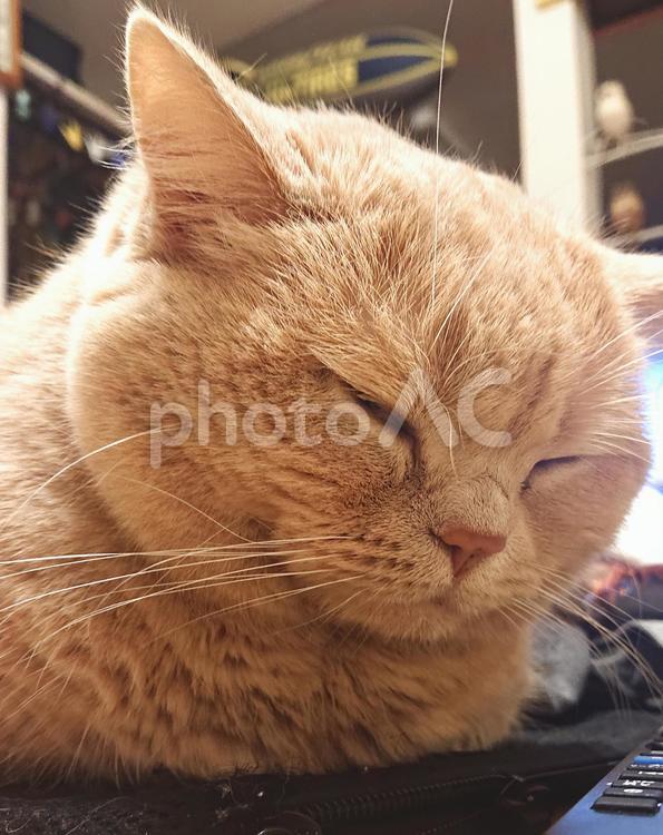 うちのネコさま　寝顔ドアップ ネコ,猫,寝顔の写真素材
