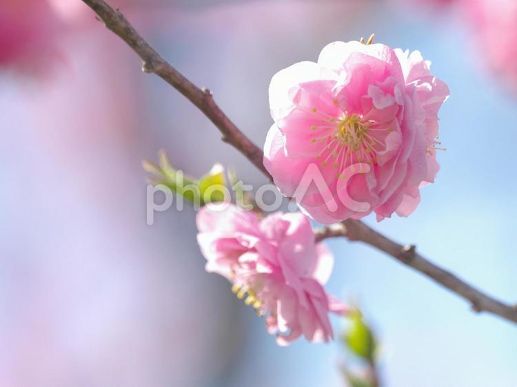 満開の平岡梅林公園 梅,梅林公園,花の写真素材