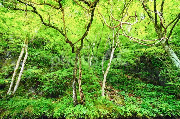 迫るような木々の風景 木々,迫る,迫力の写真素材