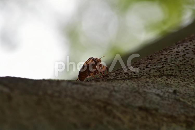 セミのぬけがら セミのぬけがら,せみのぬけがら,せみの抜け殻の写真素材
