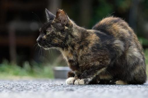 野良猫 野良猫 猫,野良猫,可愛い猫の写真素材