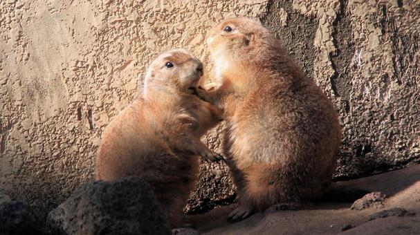 楽寿園のプレーリードッグ プレーリードッグ,動物,楽寿園の写真素材
