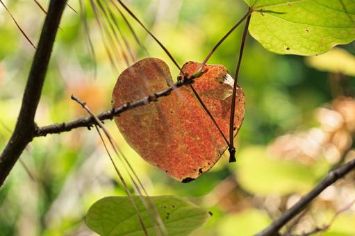 紅葉したマルバの木 紅葉したマルバの木の写真