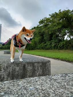 隣に飛び乗ろうとする柴犬くるみです! 隣に飛び乗ろうとする柴犬くるみです! 犬,柴犬,シバの写真素材