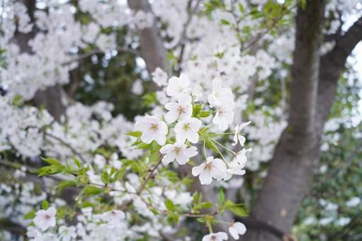 桜 桜の写真