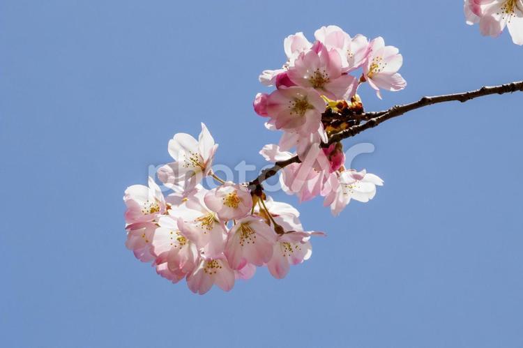公園の桜⒁ 春の風景,クローズアップ,サクラの写真素材