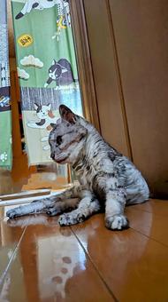 20歳ニャンコ 猫,ねこ,キジネコの写真素材