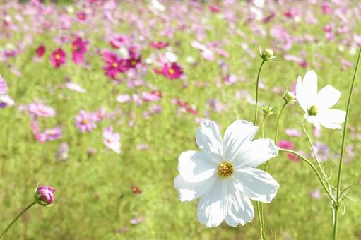 秋桜 秋桜 コスモス,花,秋の写真素材