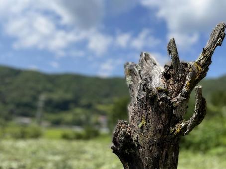 Photo, camp site, stump, natural, 