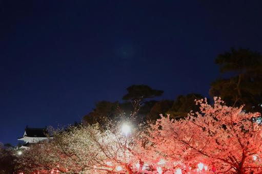 Illuminated cherry blossoms at night in Tamamo Park in early April, JPG Illuminated cherry blossoms at night in Tamamo Park in early April, JPG
