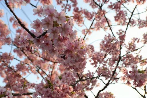 Photo, kawazu cherry tree, cherry blossoms, sakura, 