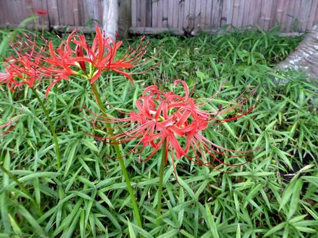草地の中で咲き始めた赤いヒガンバナ ヒガンバナ,花,植物の写真素材