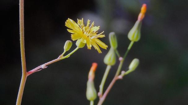 野生のオニタビラコの写真