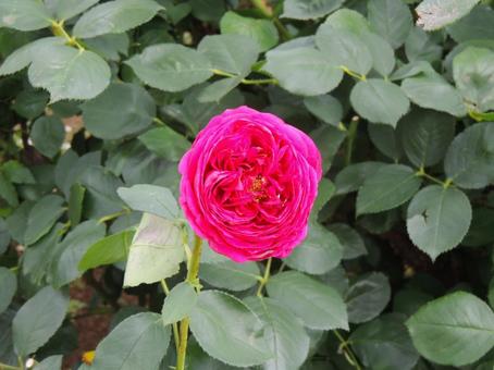 バラ ヒースクリフ バラ,ヒースクリフ,バラの花の写真素材