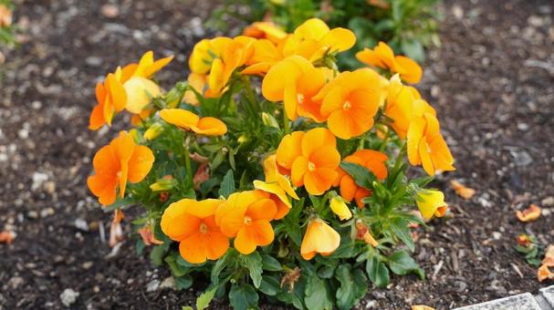 パンジー パンジーの写真