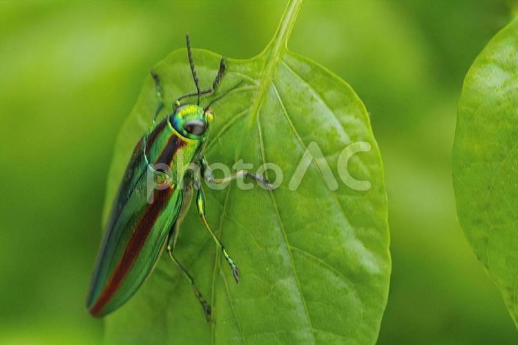 緑の絨毯に舞い降りた玉虫 タマムシ,昆虫,甲虫の写真素材