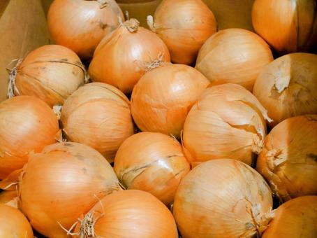 たくさんの玉ねぎ 玉ねぎ,玉ネギ,オニオンの写真素材