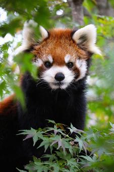 レッサーパンダ レッサーパンダ,生き物,動物の写真素材