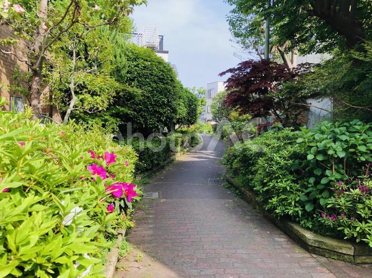 緑の豊かな住宅街の路地 路地,道,通路の写真素材