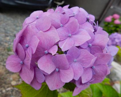 【花の写真】紫陽花の花 【花の写真】紫陽花の花 紫陽花,アジサイ,あじさいの写真素材