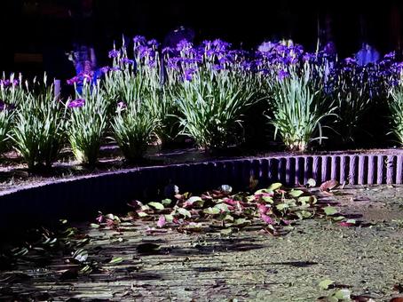 Horikiri Iris Garden at night Illuminated irises, JPG