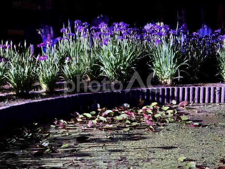 夜の堀切菖蒲園　ライトアップされる花菖蒲 堀切菖蒲園,5月,菖蒲の写真素材