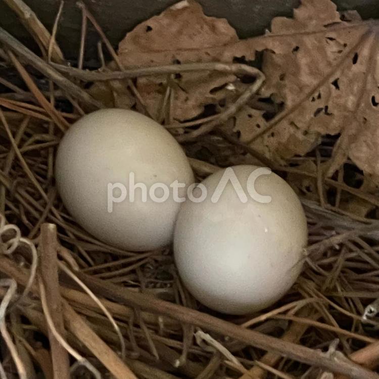 産み落とされた鳩の卵 鳩,卵,野鳩の写真素材