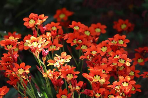 毒々しい色合いの赤い花 スパラキシス,スイセンアヤメ,トリカラーの写真素材