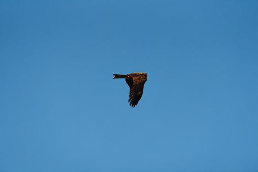 大空を優雅に舞うトビ 大空を優雅に舞うトビ トビ,猛禽類,野鳥の写真素材