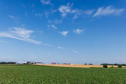 青空と畑 青空と畑 青空と畑,畑,青空の写真素材