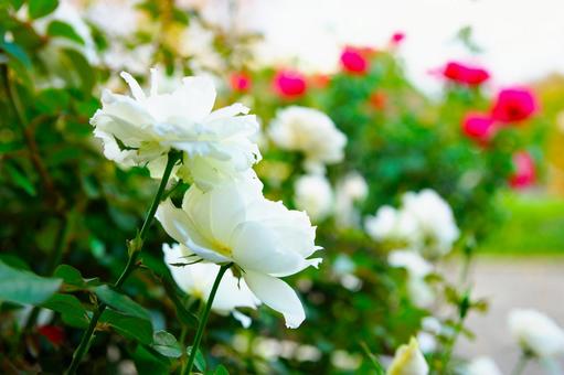 白い薔薇 白い薔薇の写真