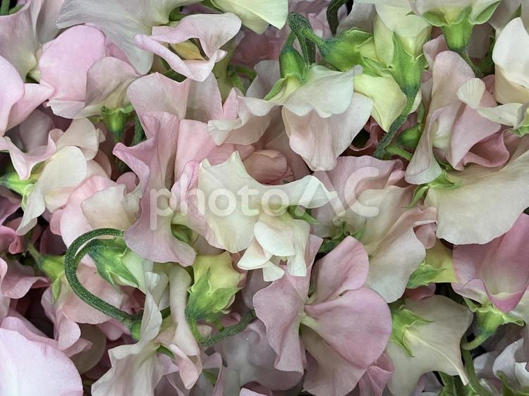 花（スイトピー） 花,アップ,植物の写真素材